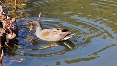 Gallinula tenebrosa