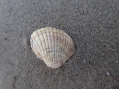 Cerastoderma edule