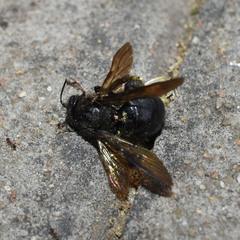 Xylocopa tranquebarorum