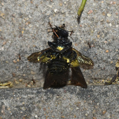 Xylocopa tranquebarorum