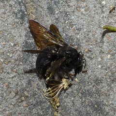Xylocopa tranquebarorum