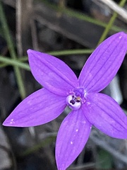 Glossodia minor