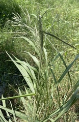 Poaceae
