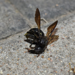 Xylocopa tranquebarorum