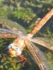 Aeshna grandis