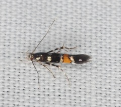 Cosmopterix