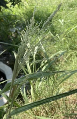 Poaceae