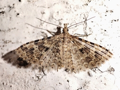 Alucita hexadactyla
