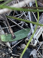 Glossodia minor