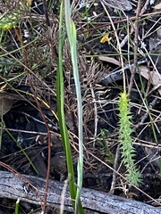 Thelymitra ixioides