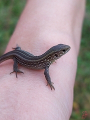 Lacerta agilis