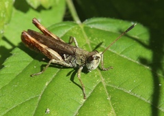 Gomphocerippus rufus