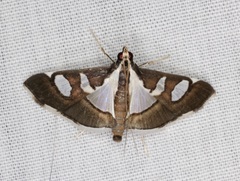 Glyphodes bicolor