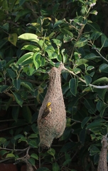 Ploceus philippinus