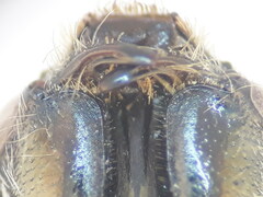 Halictus pollinosus