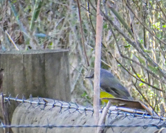 Eopsaltria australis