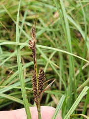 Carex nigra