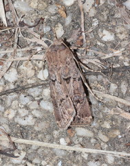 Agrotis bigramma