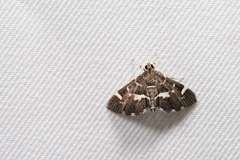Hymenia perspectalis