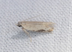 Hypatima