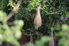 Ploceus philippinus