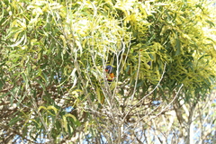 Trichoglossus moluccanus