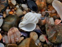 Coralliophila squamosissima