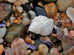 Coralliophila squamosissima