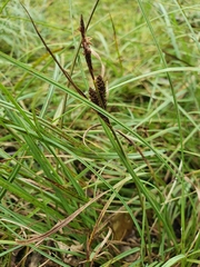Carex nigra