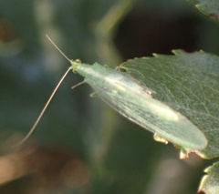 Chrysoperla carnea