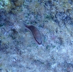 Serranus cabrilla