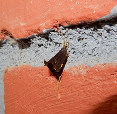 Lecithocera