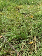 Carex nigra