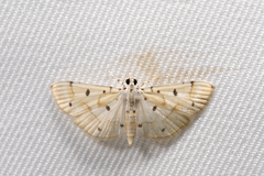 Pycnarmon aeriferalis