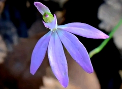 Caladenia catenata