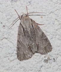 Acronicta