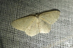 Cyclophora albipunctata