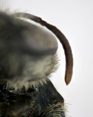 Halictus pollinosus