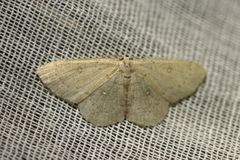 Cyclophora albipunctata