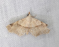 Prolophota trigonifera