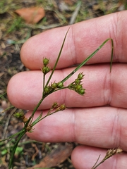 Juncus articulatus