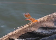 Brachythemis contaminata