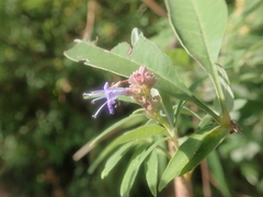 Vitex agnus-castus