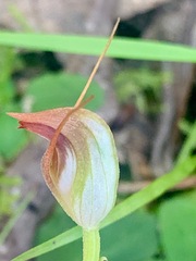 Pterostylis pedunculata