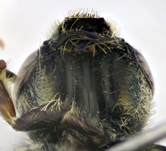 Halictus pollinosus