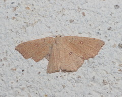 Cyclophora puppillaria