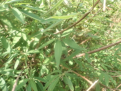 Vitex agnus-castus