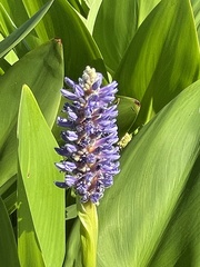 Pontederia cordata