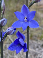 Thelymitra ixioides
