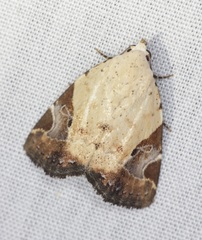 Pseudeustrotia semialba